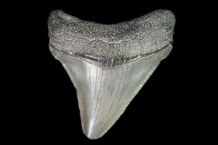 Juvenile Megalodon Tooth - Georgia #101388